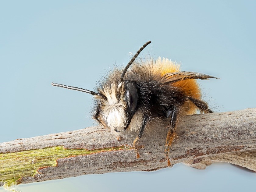 Die Biene möchte gerne bestimmt werden (Foto: Peter Baumann)